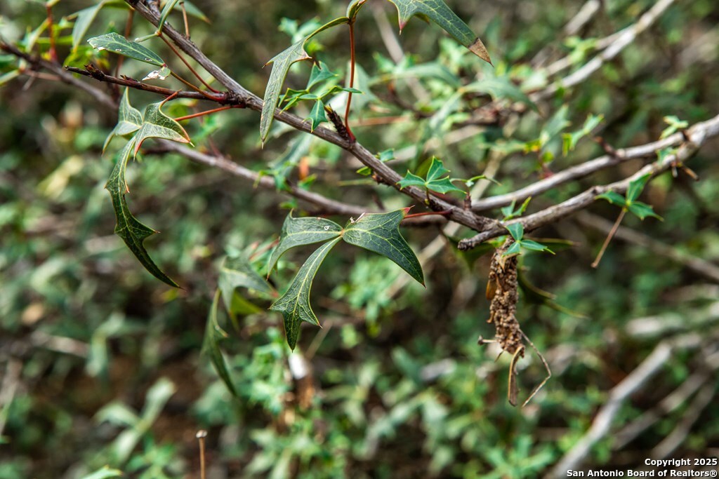 Bee County | 12.19+/- Acres