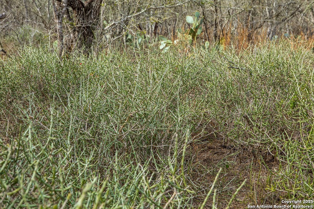 Bee County | 12.19+/- Acres