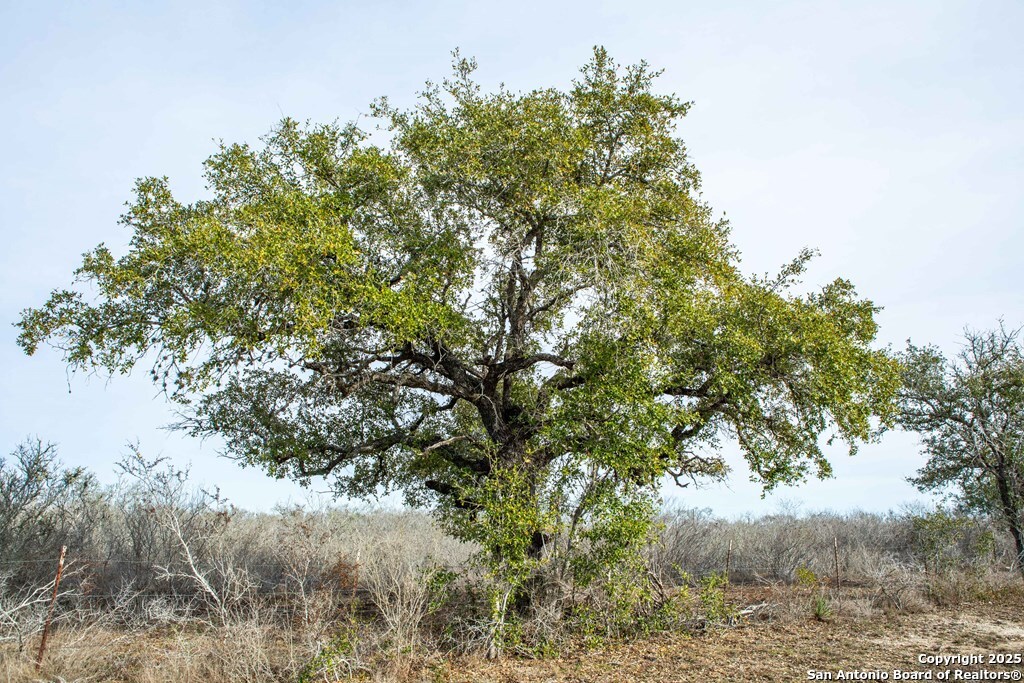 Bee County | 12.19+/- Acres