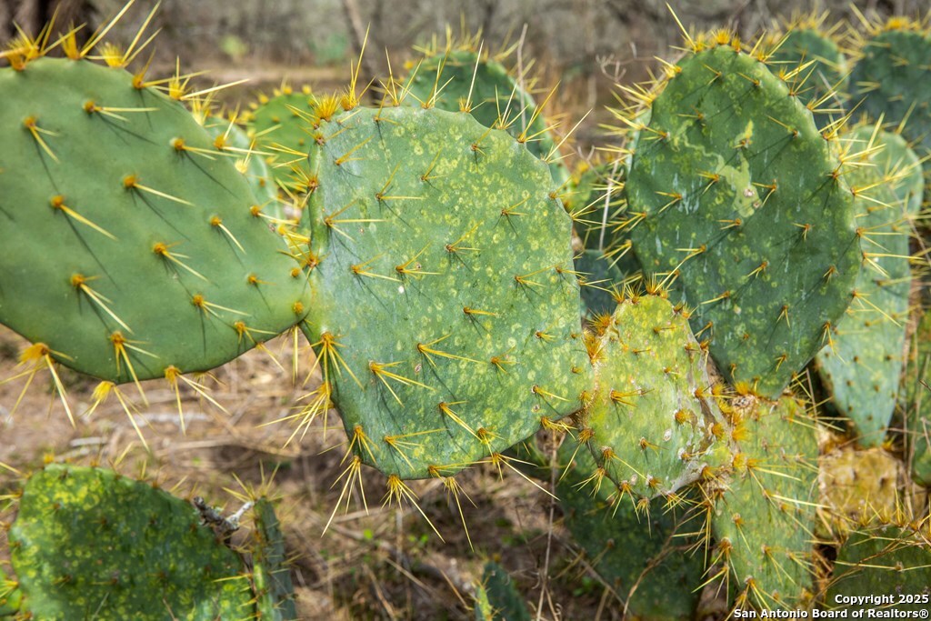 Bee County | 12.19+/- Acres