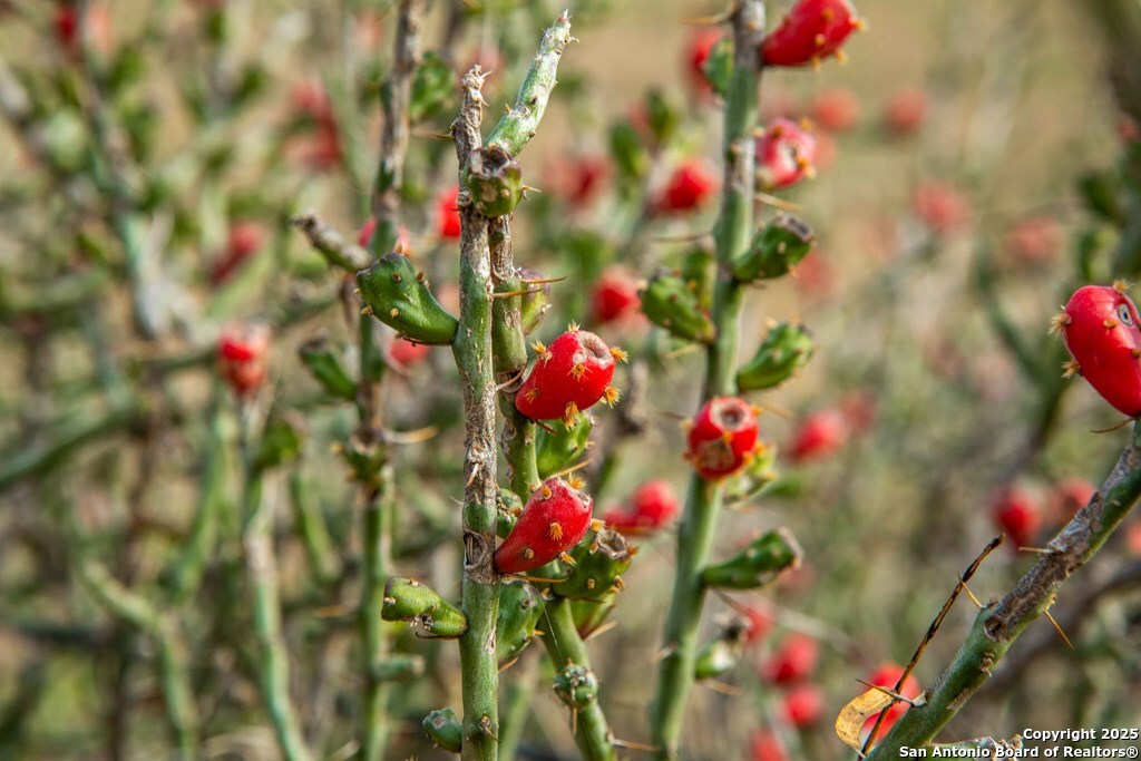 Bee County | 12.19+/- Acres