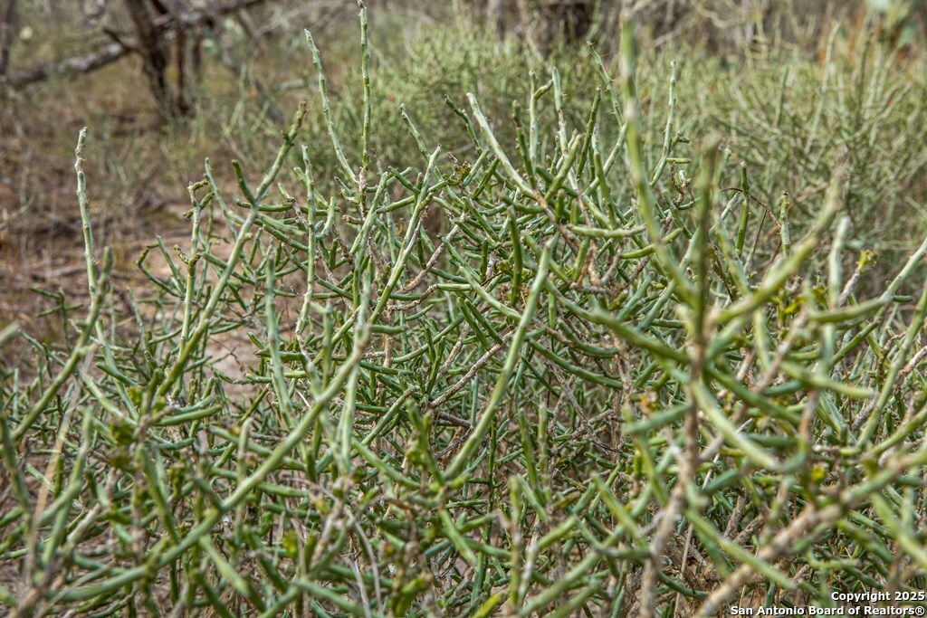 Bee County | 12.19+/- Acres