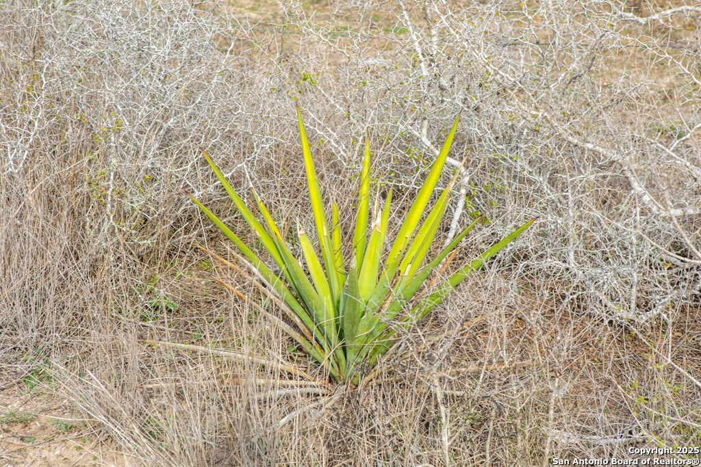 Bee County | 12.19+/- Acres