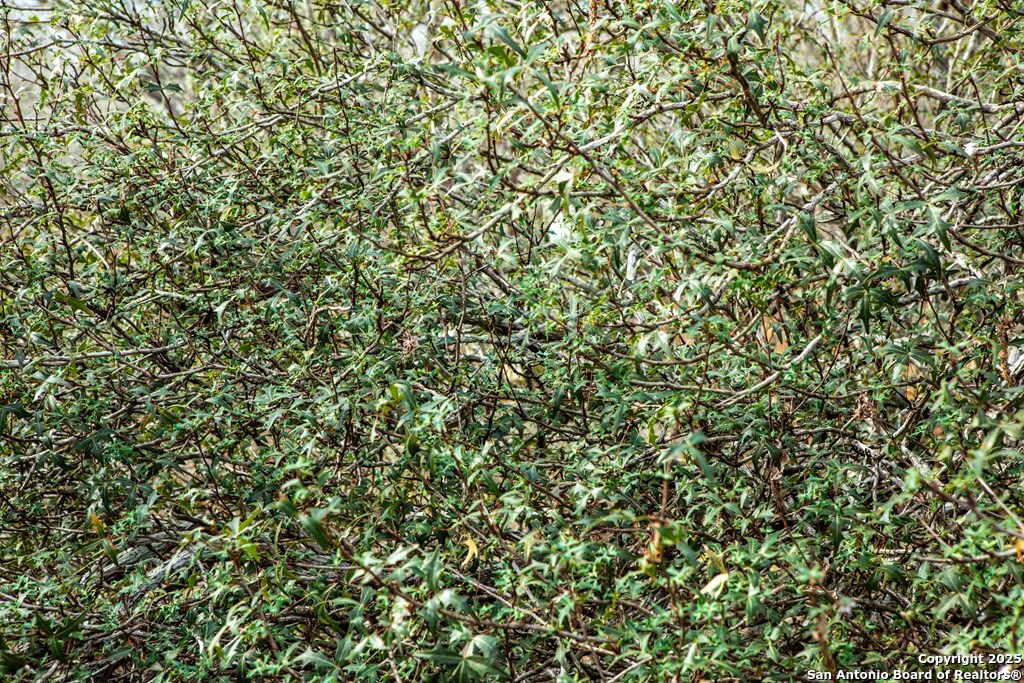 Bee County | 12.19+/- Acres