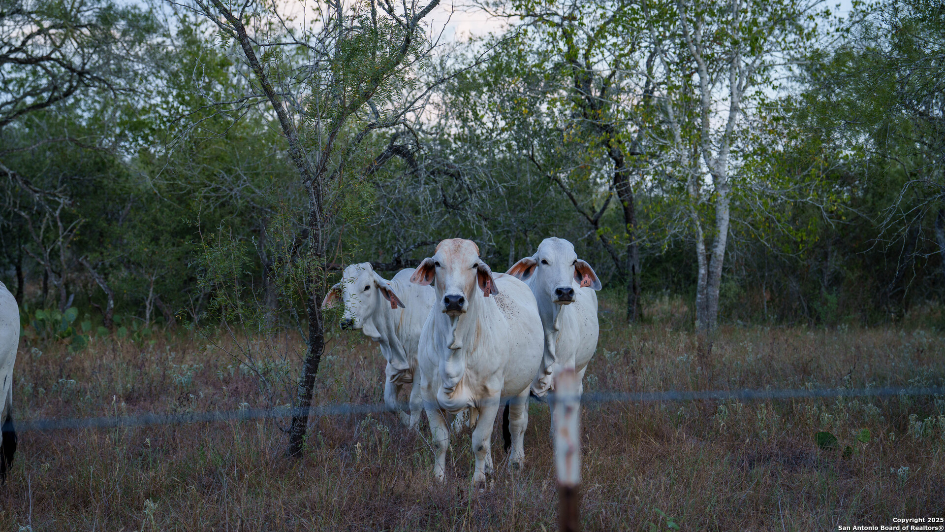 Gonzales County | 314+/- Acres
