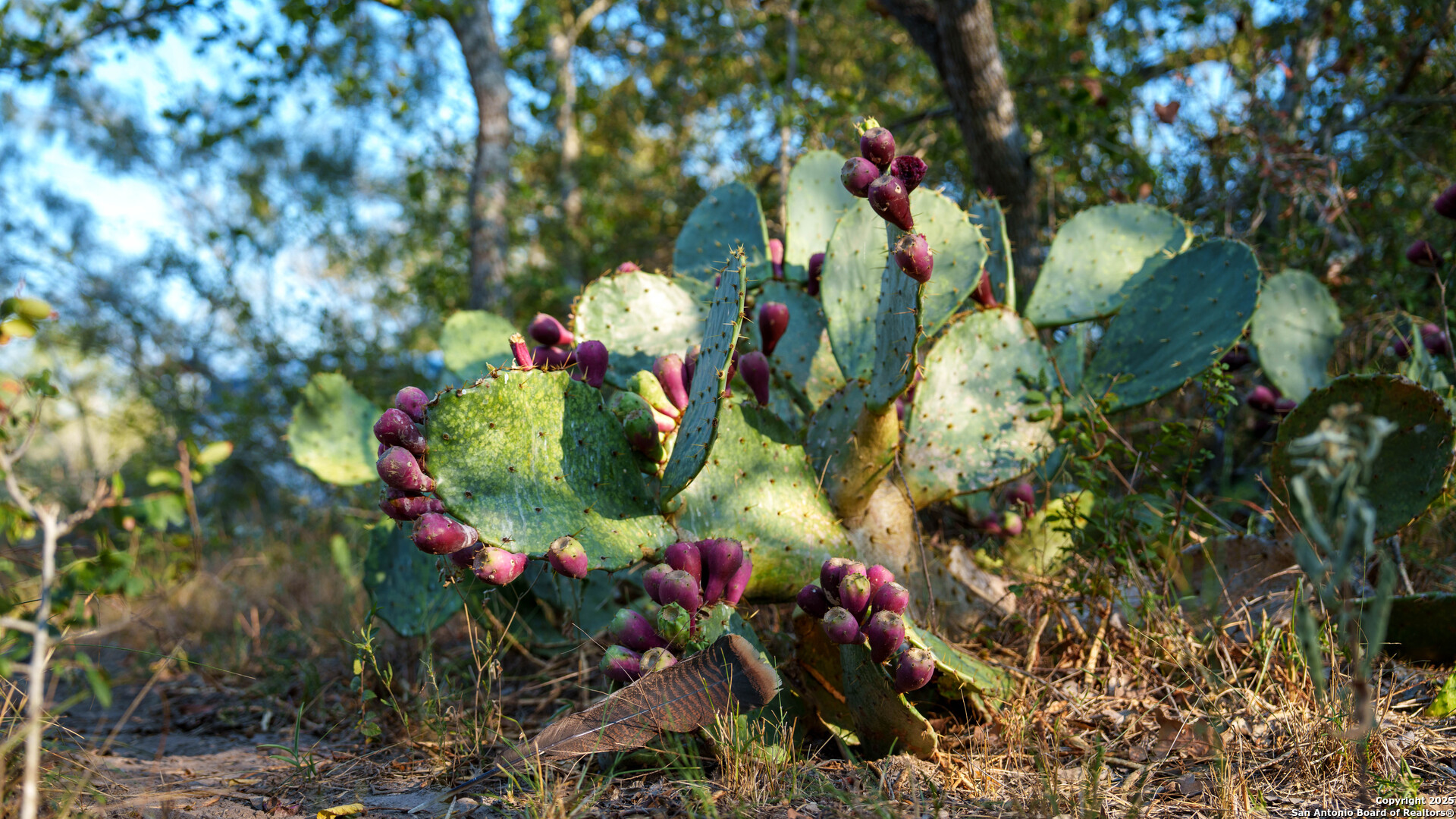 Gonzales County | 314+/- Acres