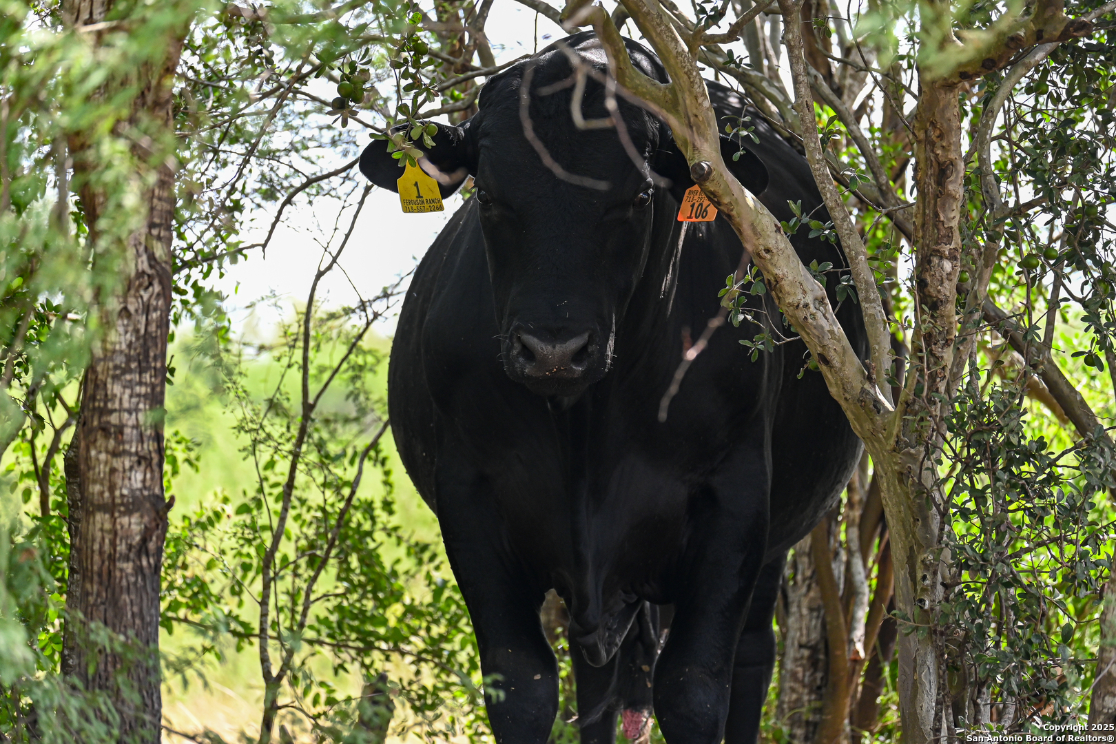 Gonzales County | 236+/- Acres