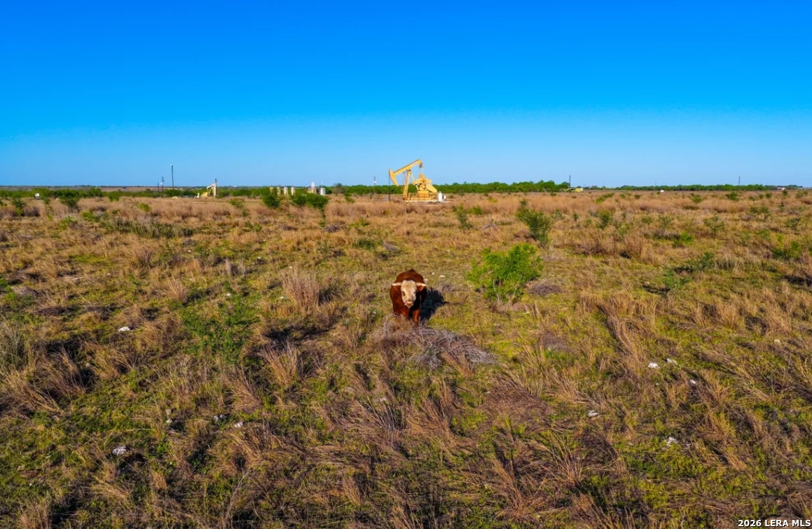 Wilson County | 200+/- Acres