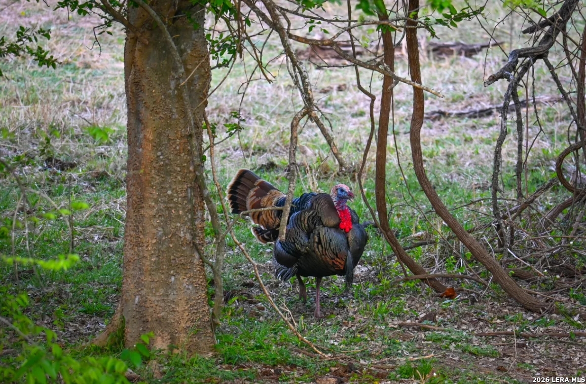 Wilson County | 200+/- Acres