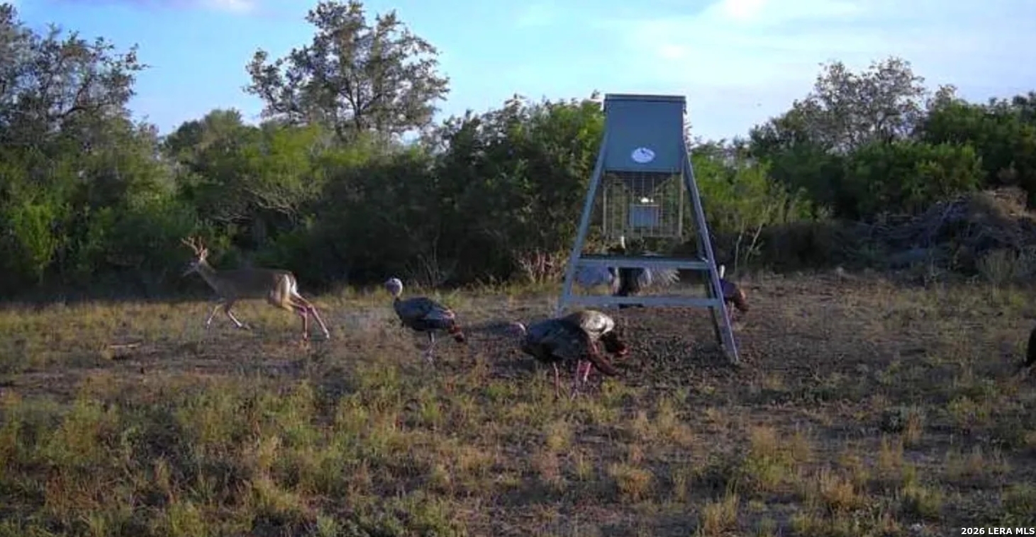 Bee County | 11+/- Acres