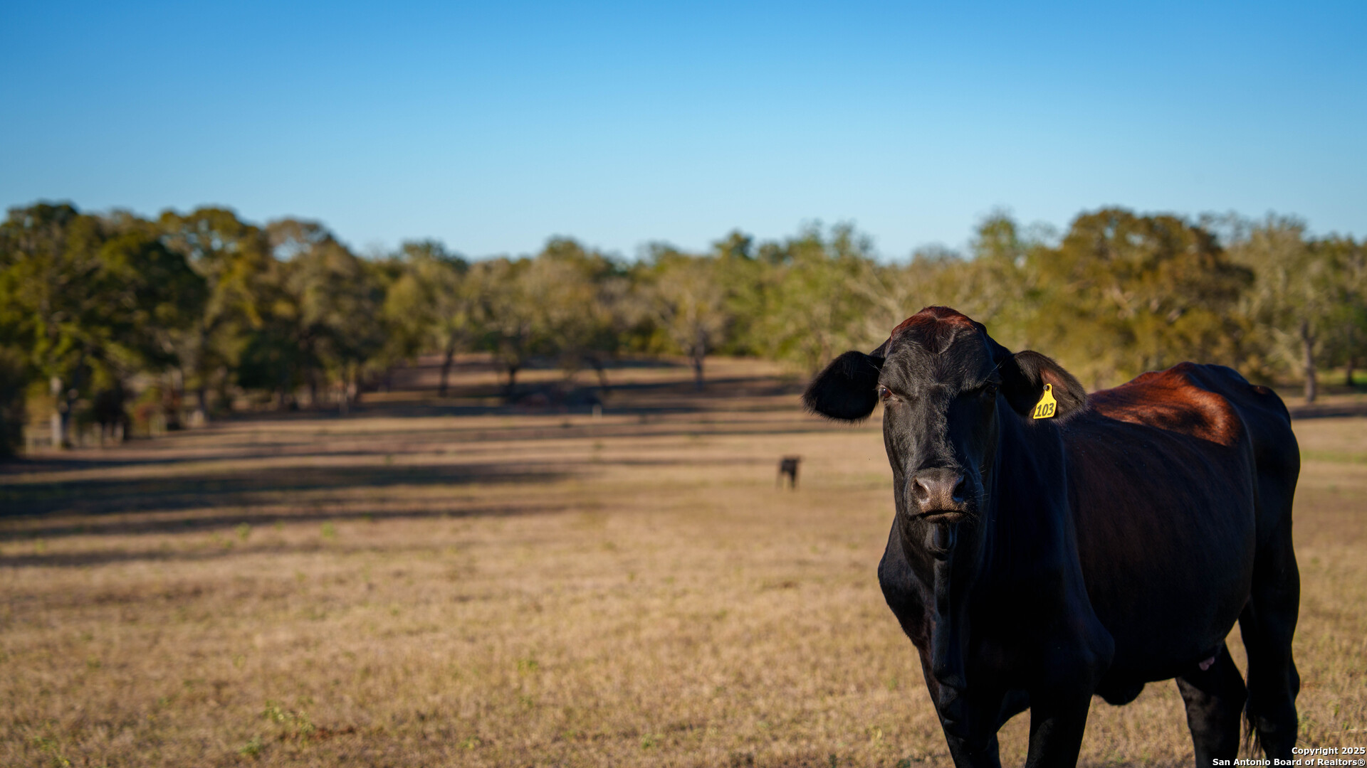 Dewitt County | 35+/- Acres