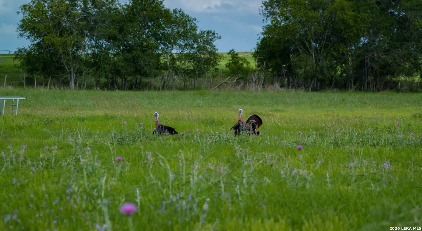 Atascosa County | 352+/- Acres