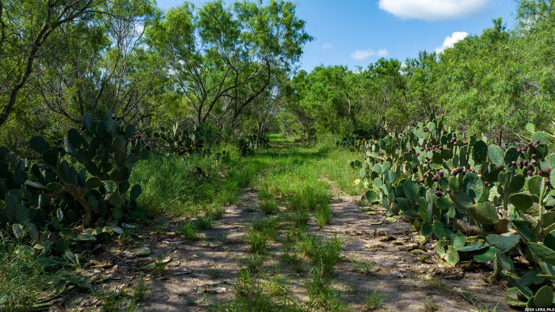 Live Oak County | 14+/- Acres