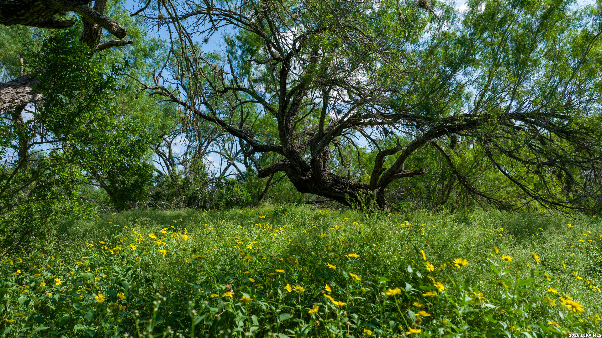 Live Oak County | 14+/- Acres