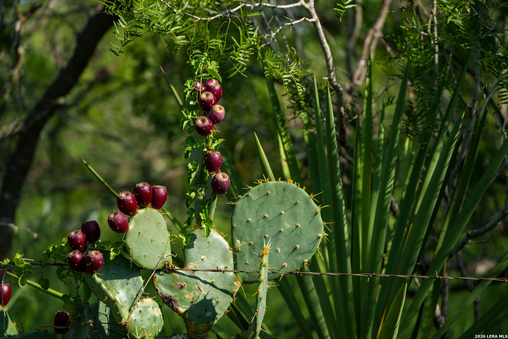 Live Oak County | 14+/- Acres