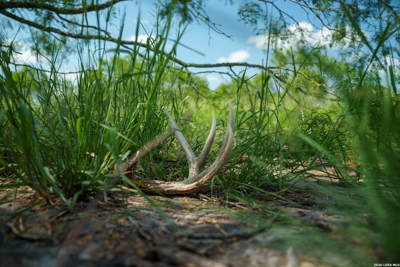 Live Oak County | 14+/- Acres