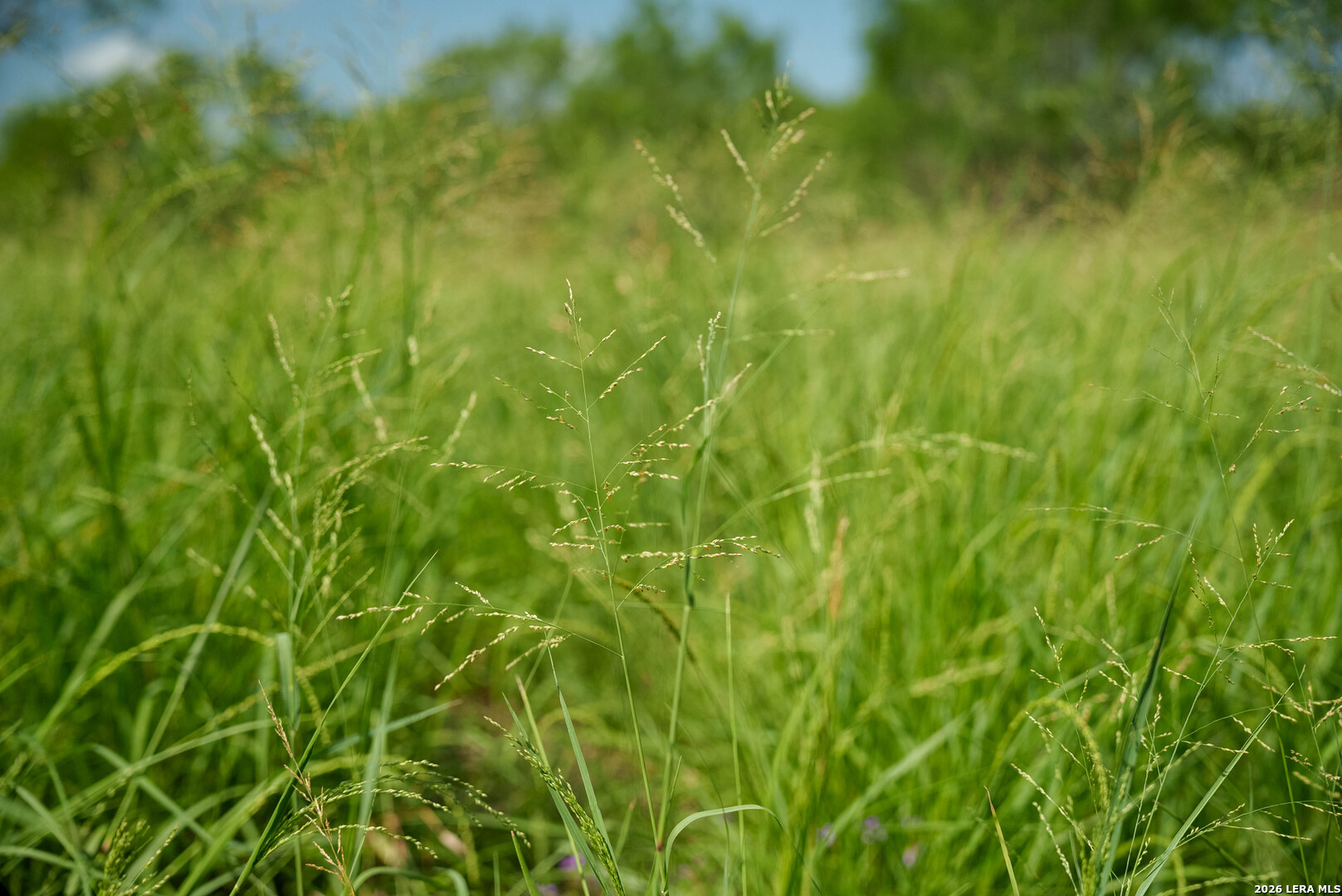 Live Oak County | 14+/- Acres