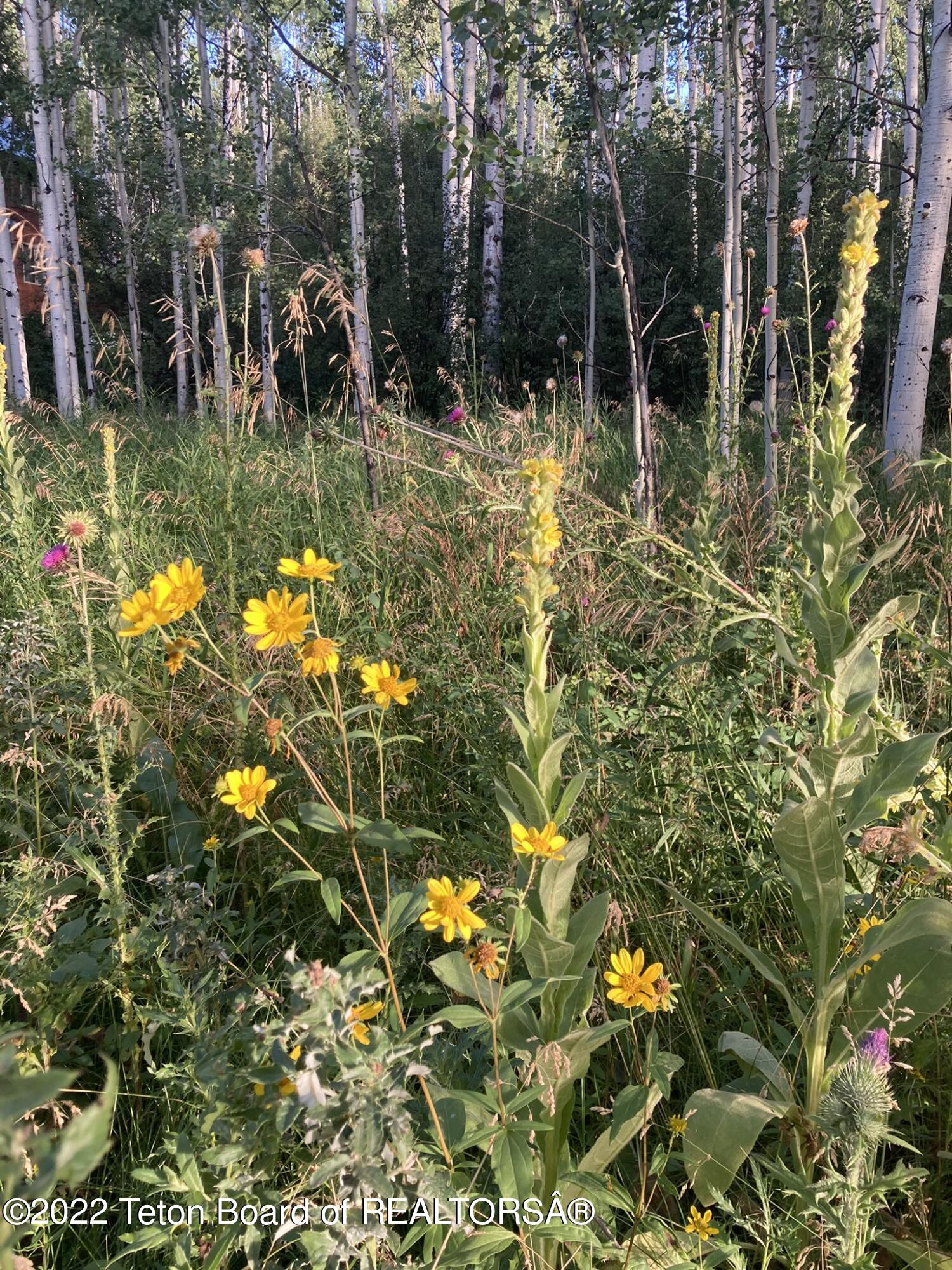 LOT 34 WALNUT DRIVE