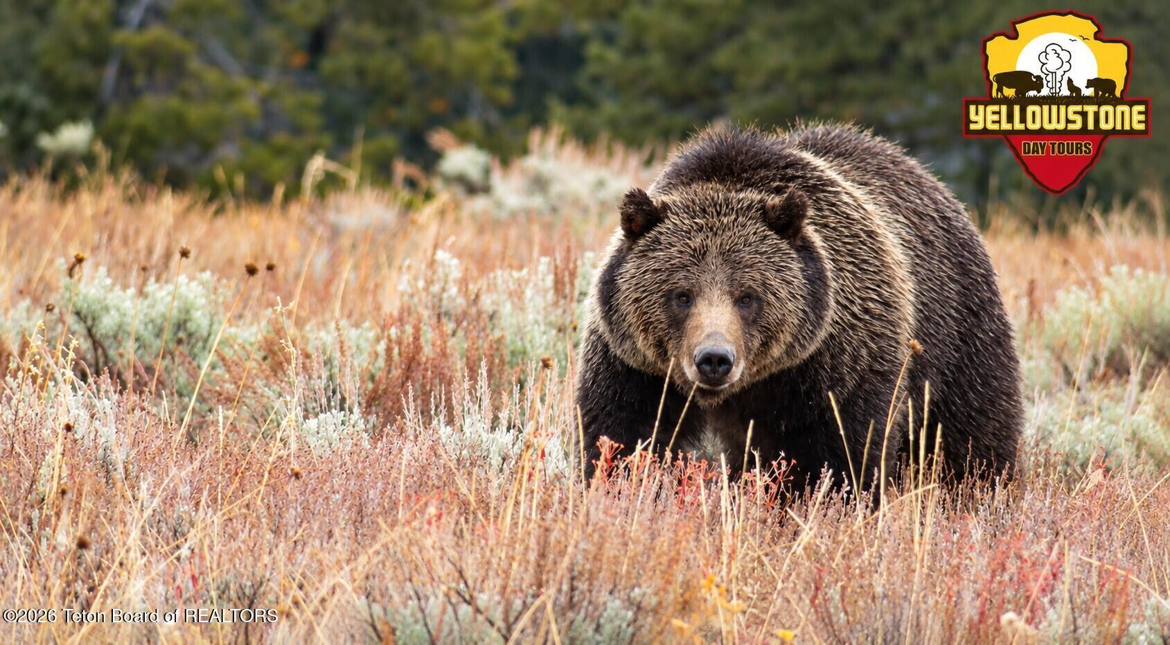 YELLOWSTONE DAY TOURS