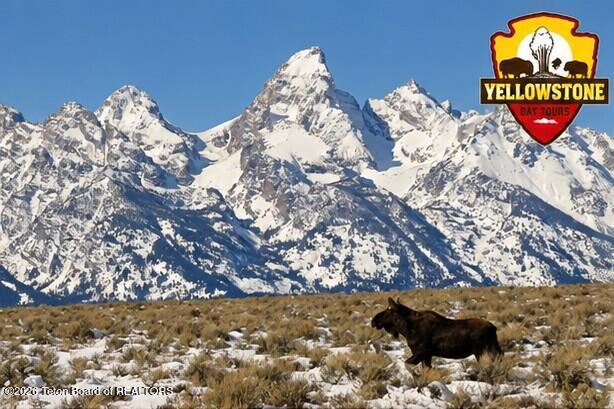 YELLOWSTONE DAY TOURS