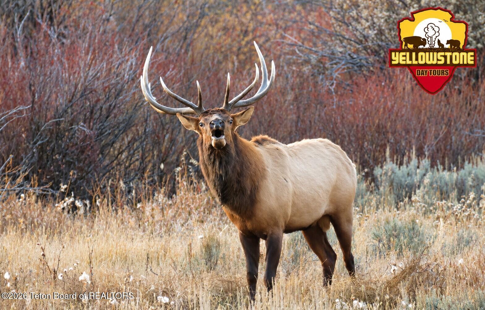 YELLOWSTONE DAY TOURS
