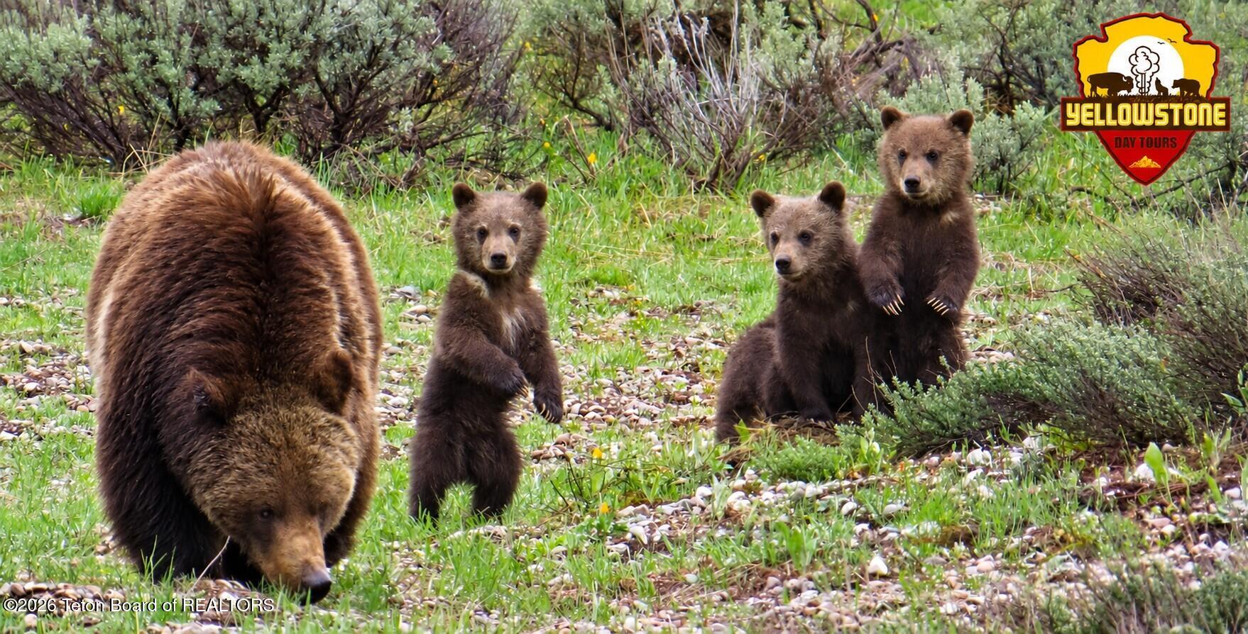 YELLOWSTONE DAY TOURS