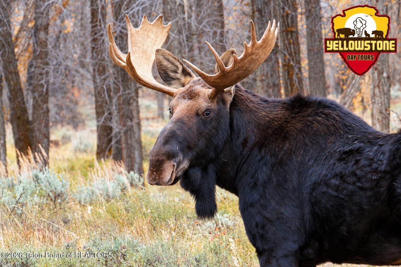 YELLOWSTONE DAY TOURS