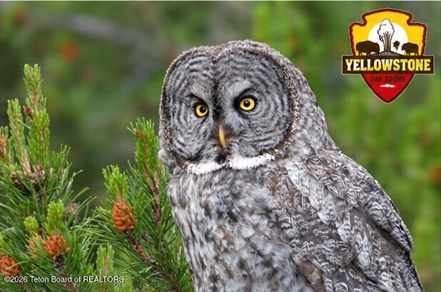 YELLOWSTONE DAY TOURS