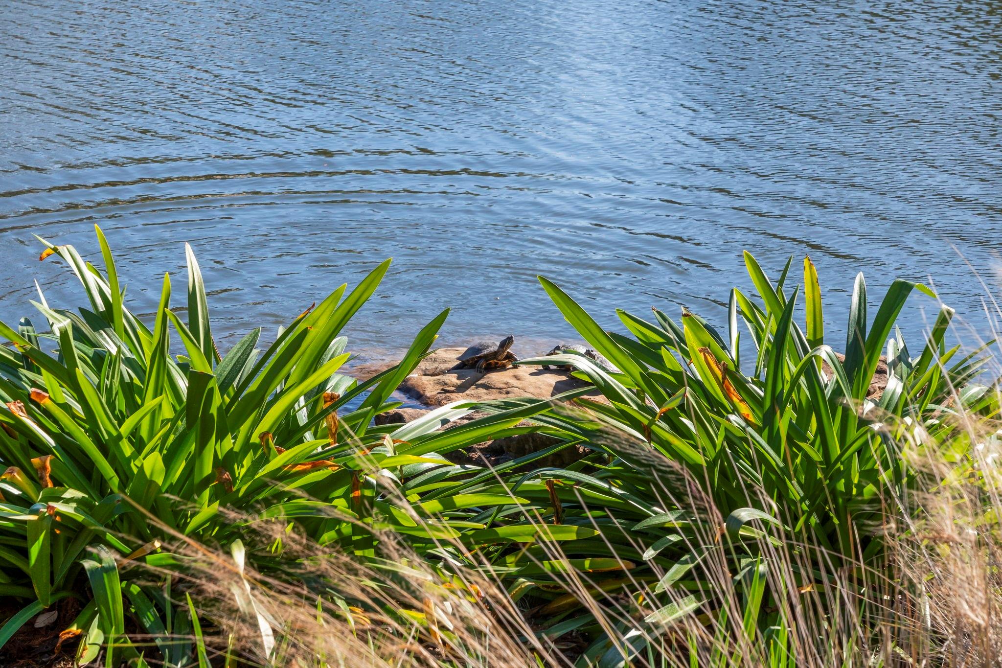 9011 Cedar Run Falls