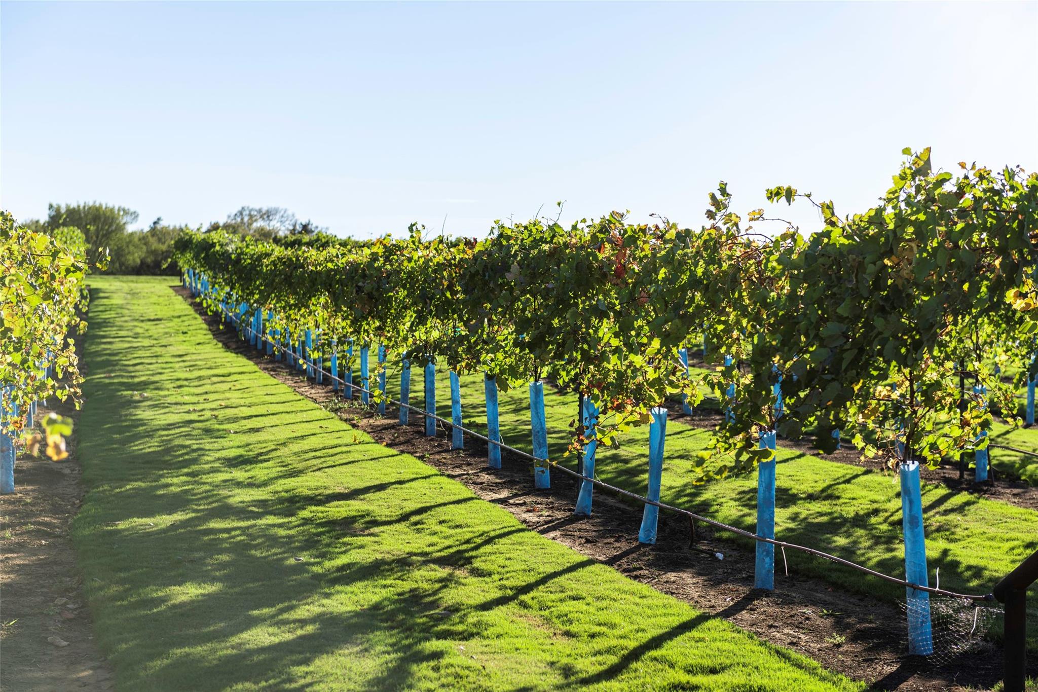 14675 Cedar Elm Court