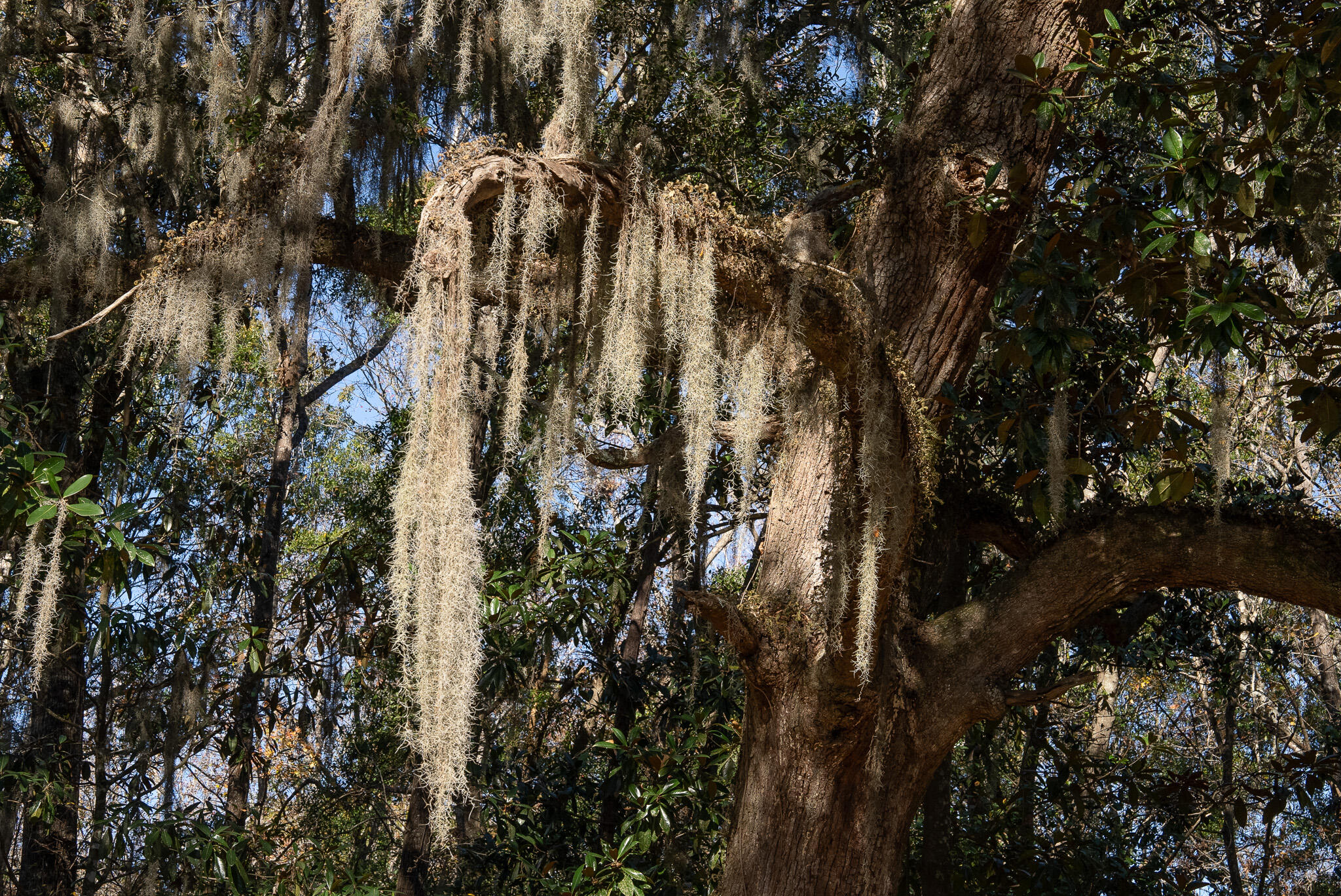 3026 Olivia Marie Lane