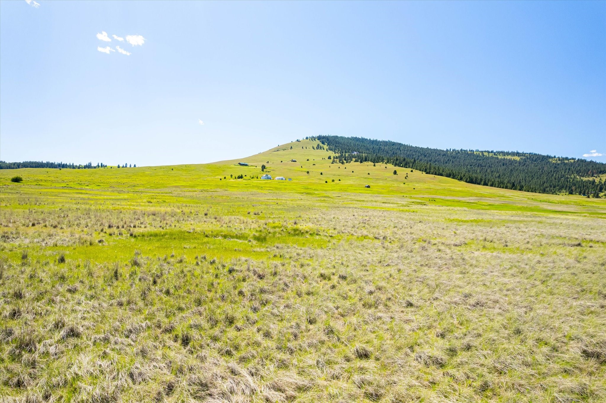 NHN Walking Horse Lane