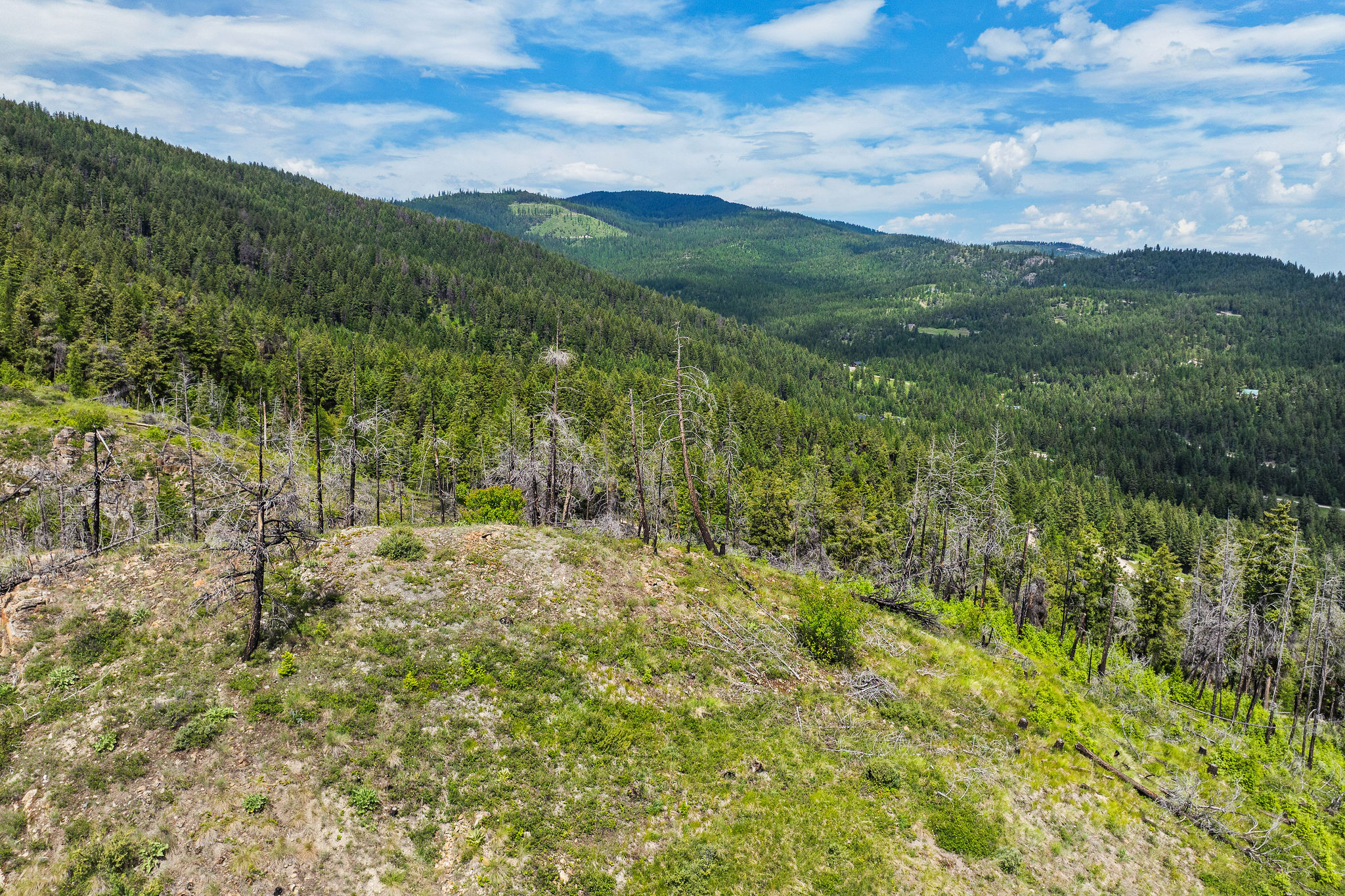 298 Lone Wolf Trail