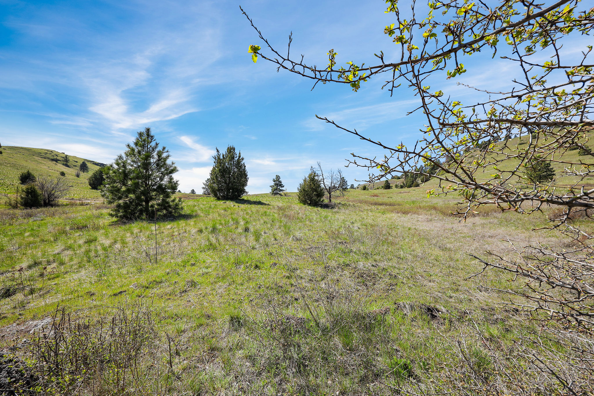 NHN Chief Cliff Lane