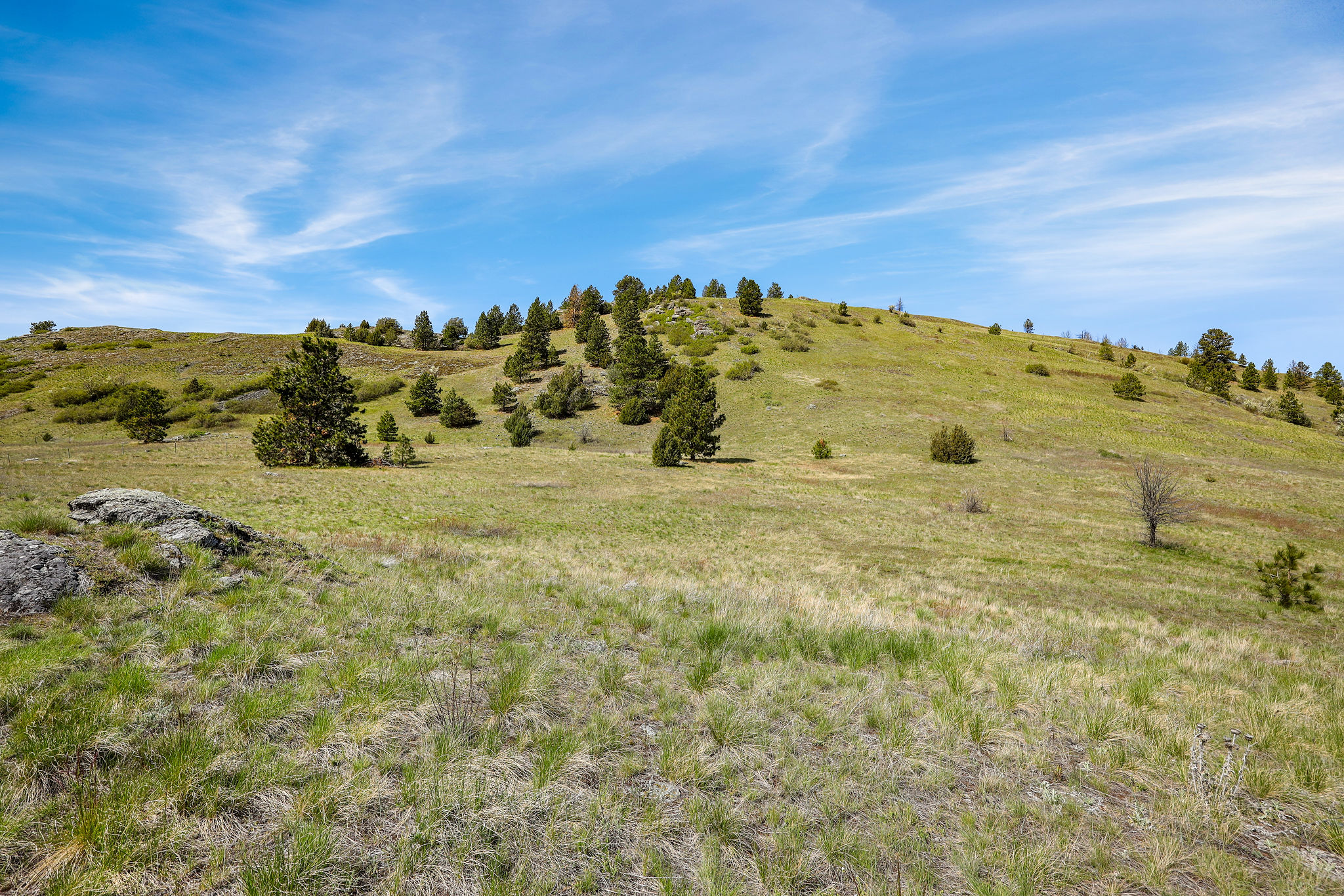 NHN Chief Cliff Lane