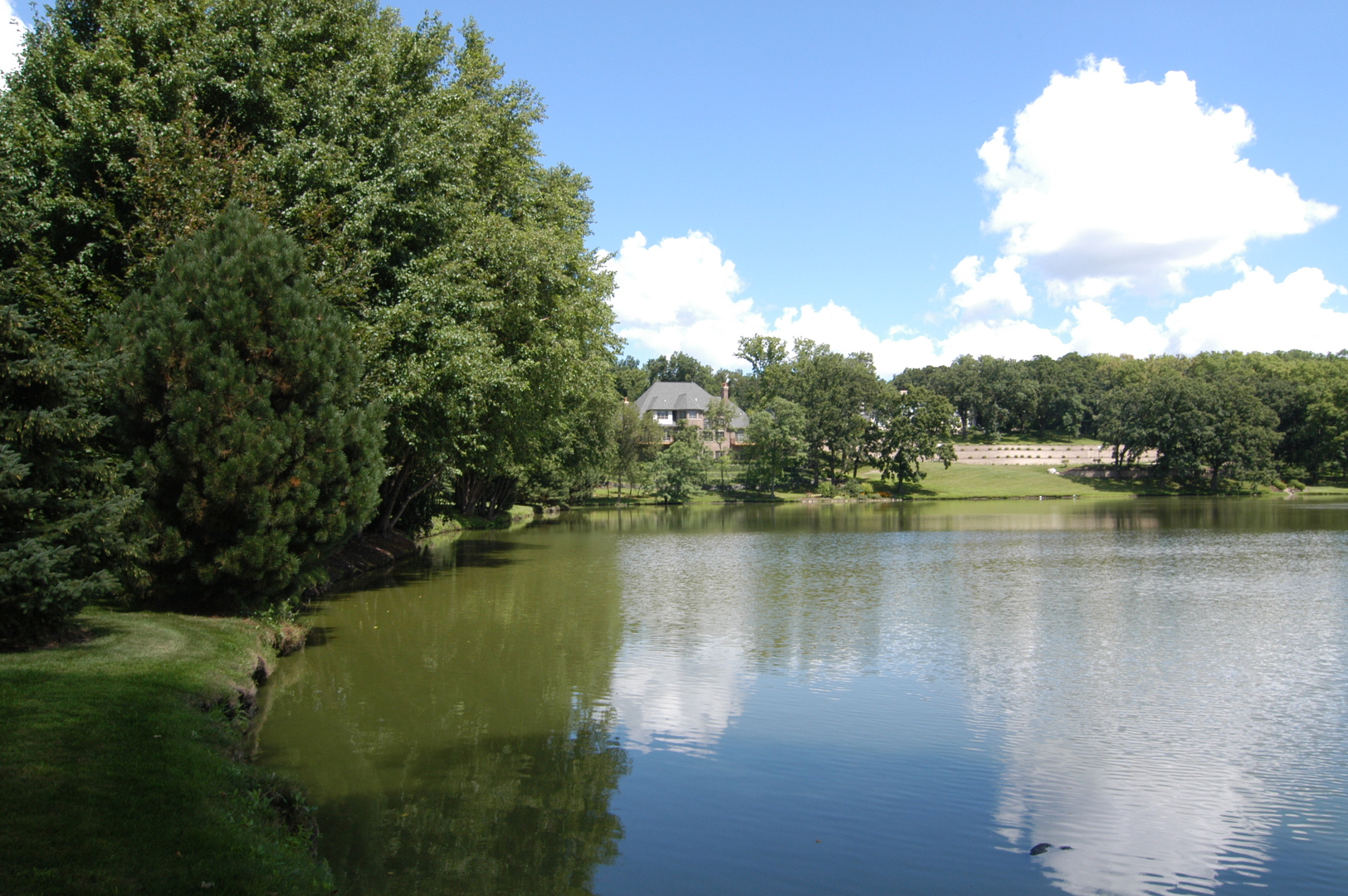 39W690 WEEPING BEECH Lane