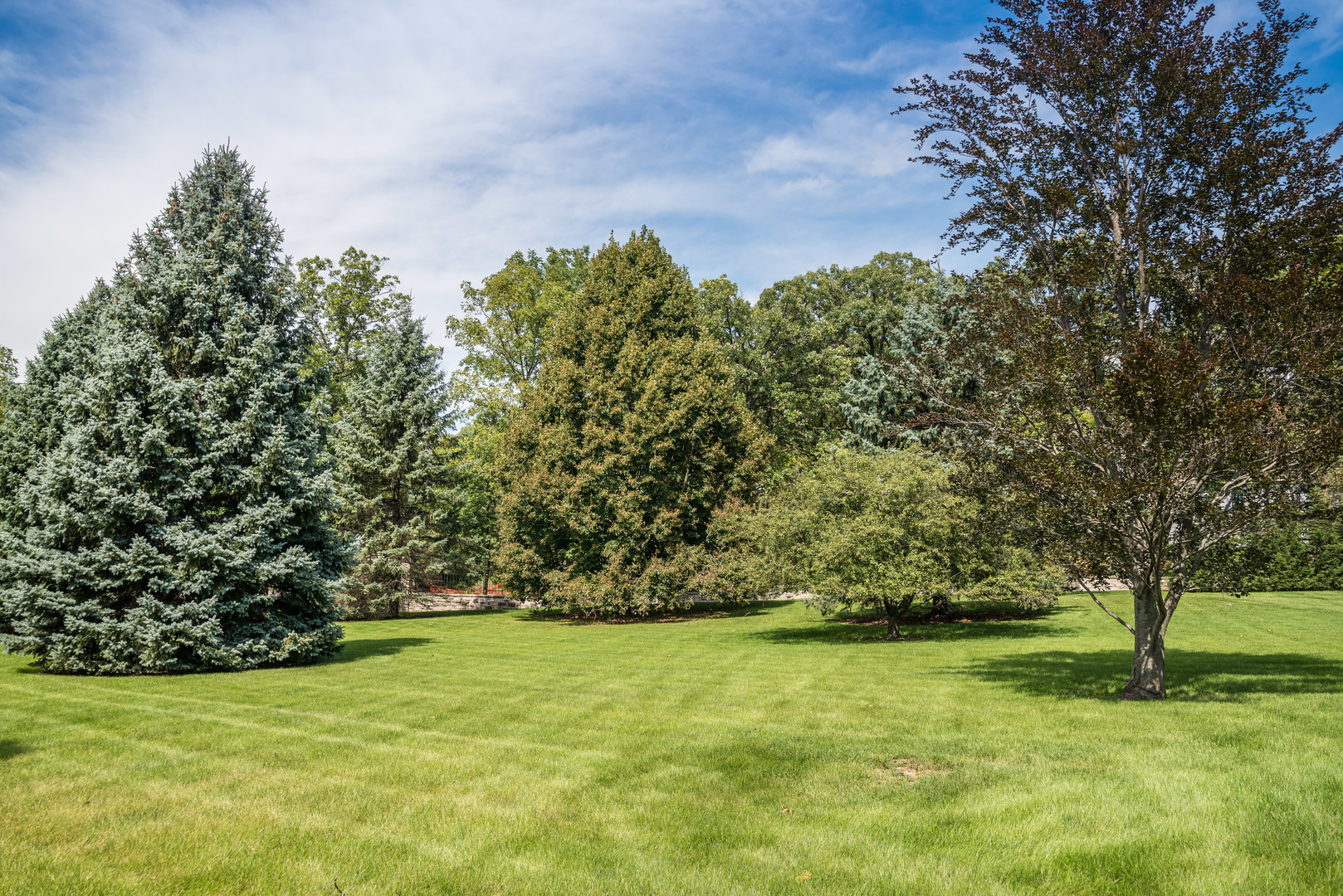 39W690 WEEPING BEECH Lane