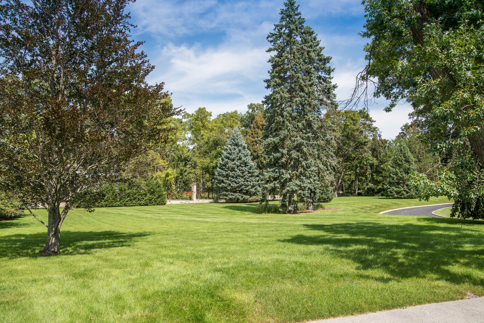 39W690 WEEPING BEECH Lane