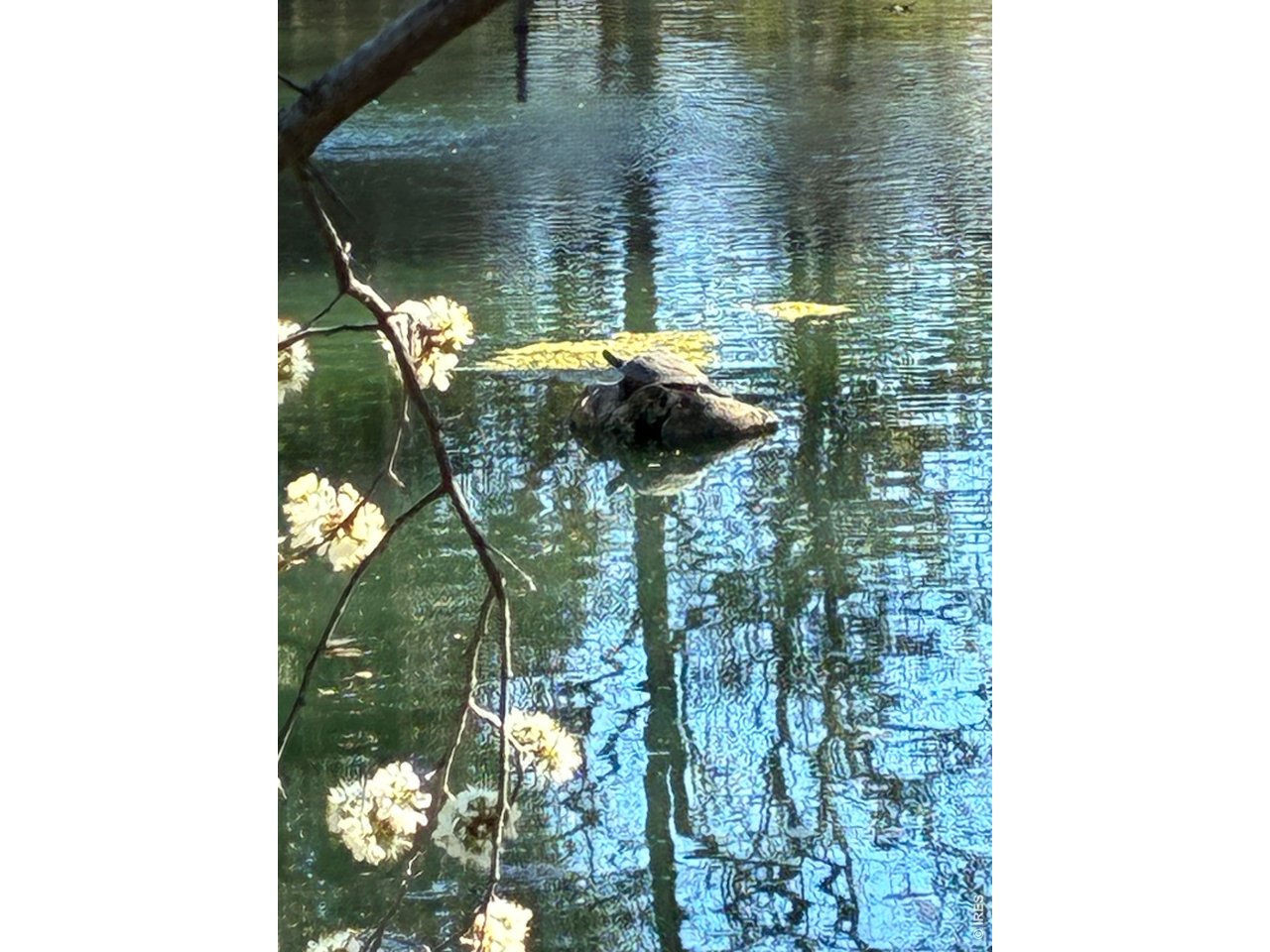 1901 Waters Edge St E