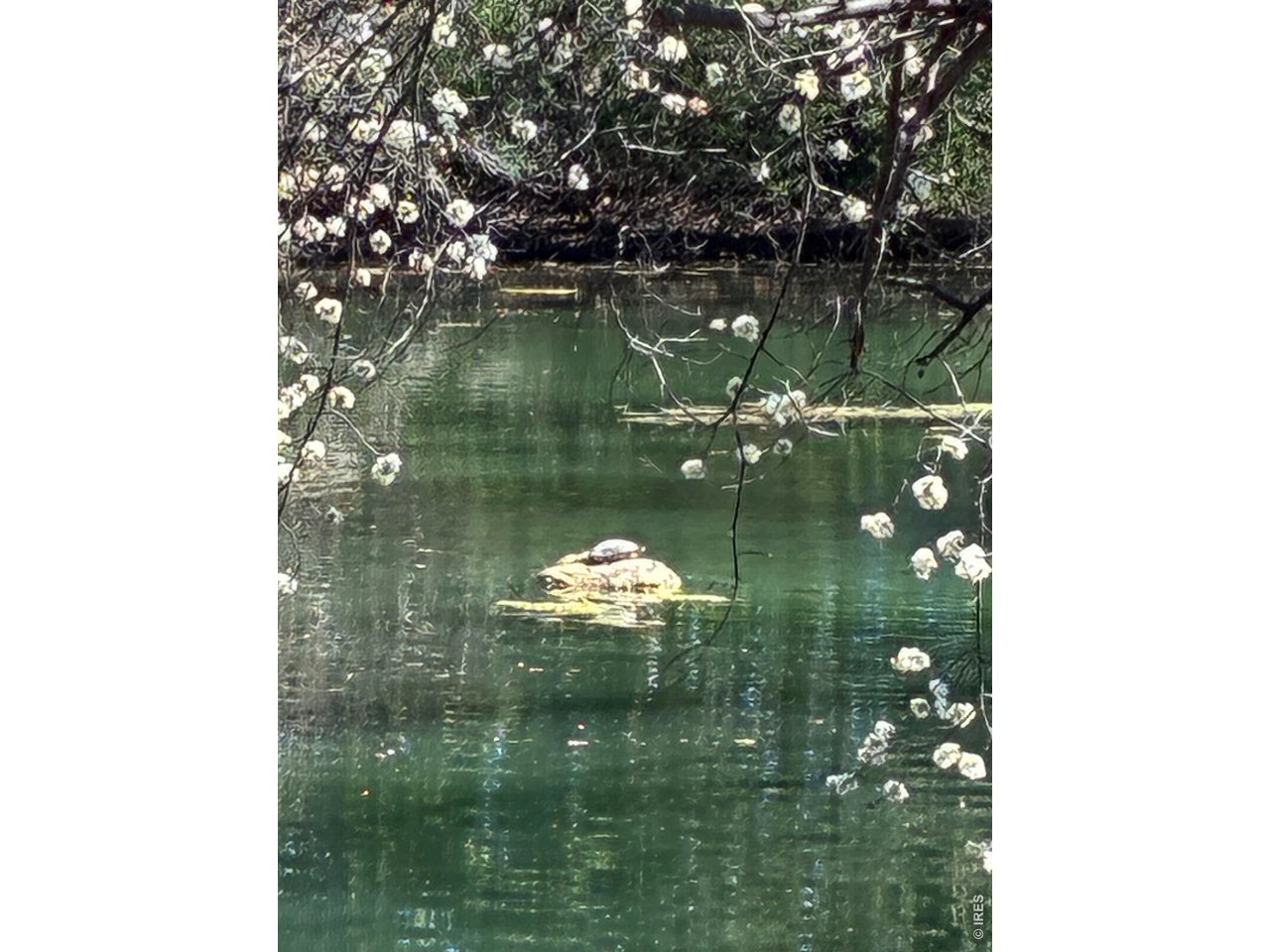 1901 Waters Edge St E