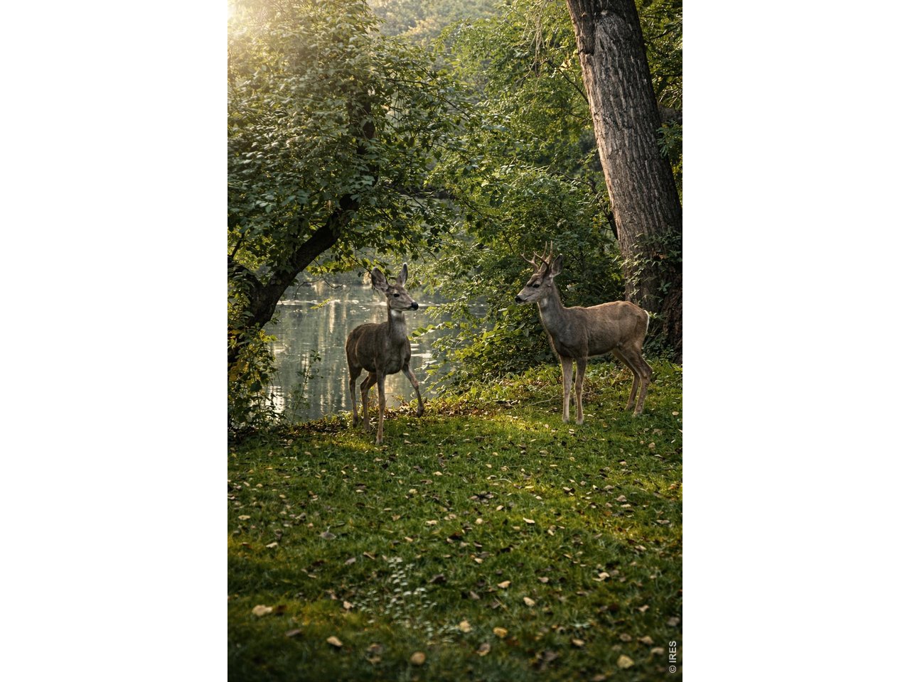 1901 Waters Edge St E