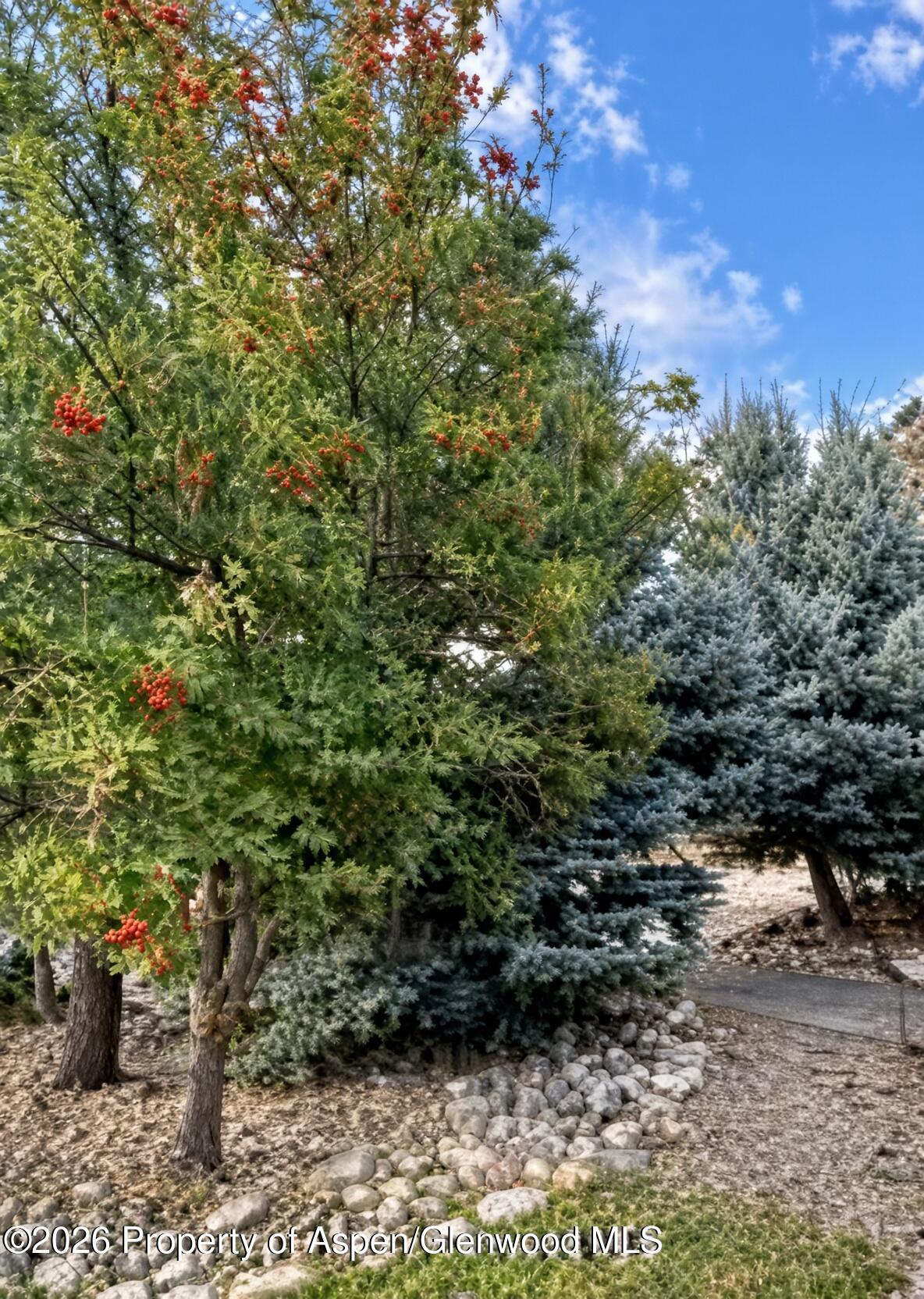 Landscaped yard with red-berried trees, blue spruce, a rock garden, and a paved path.