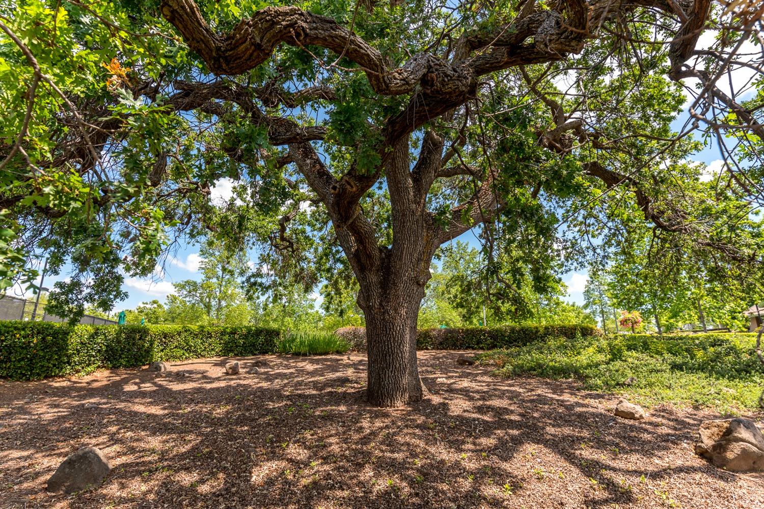 3716 Coldwater Drive