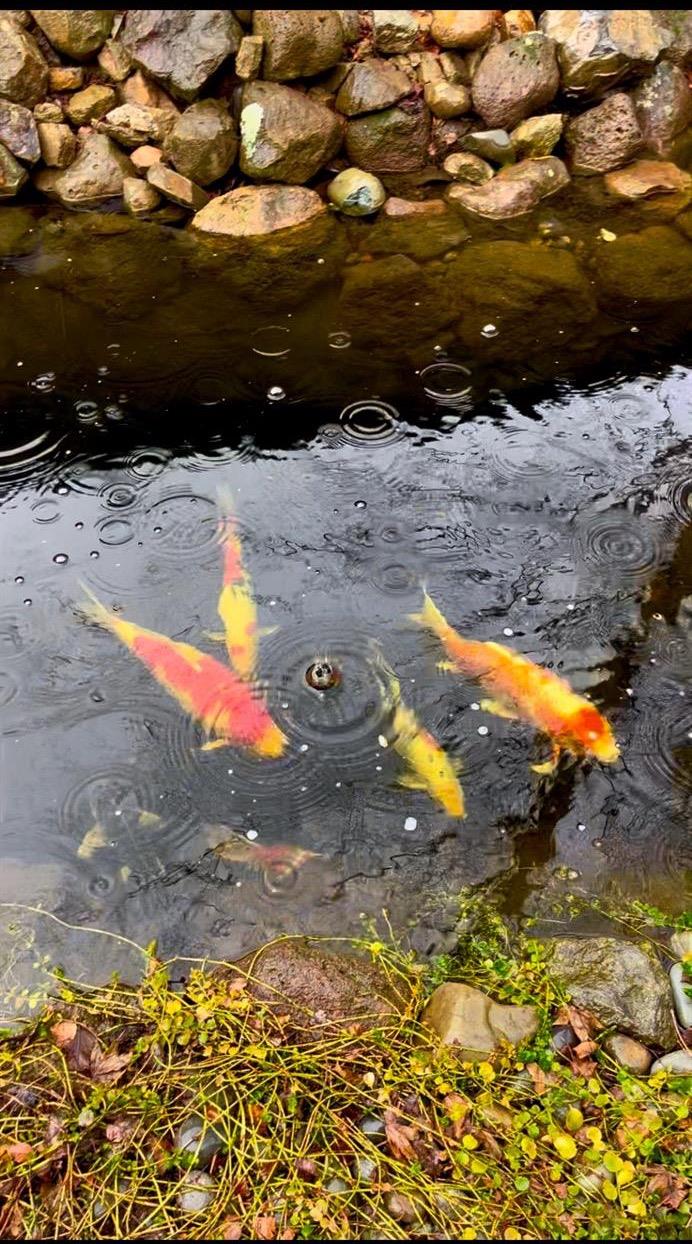 732 Morningside Court