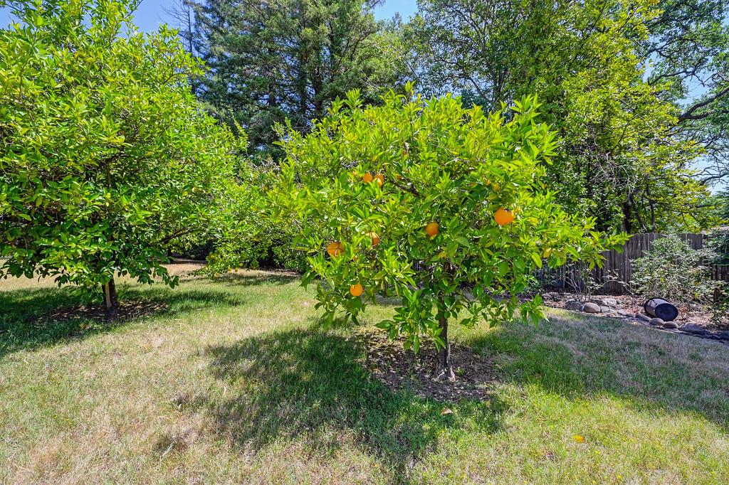 6435 Fern Leaf Drive