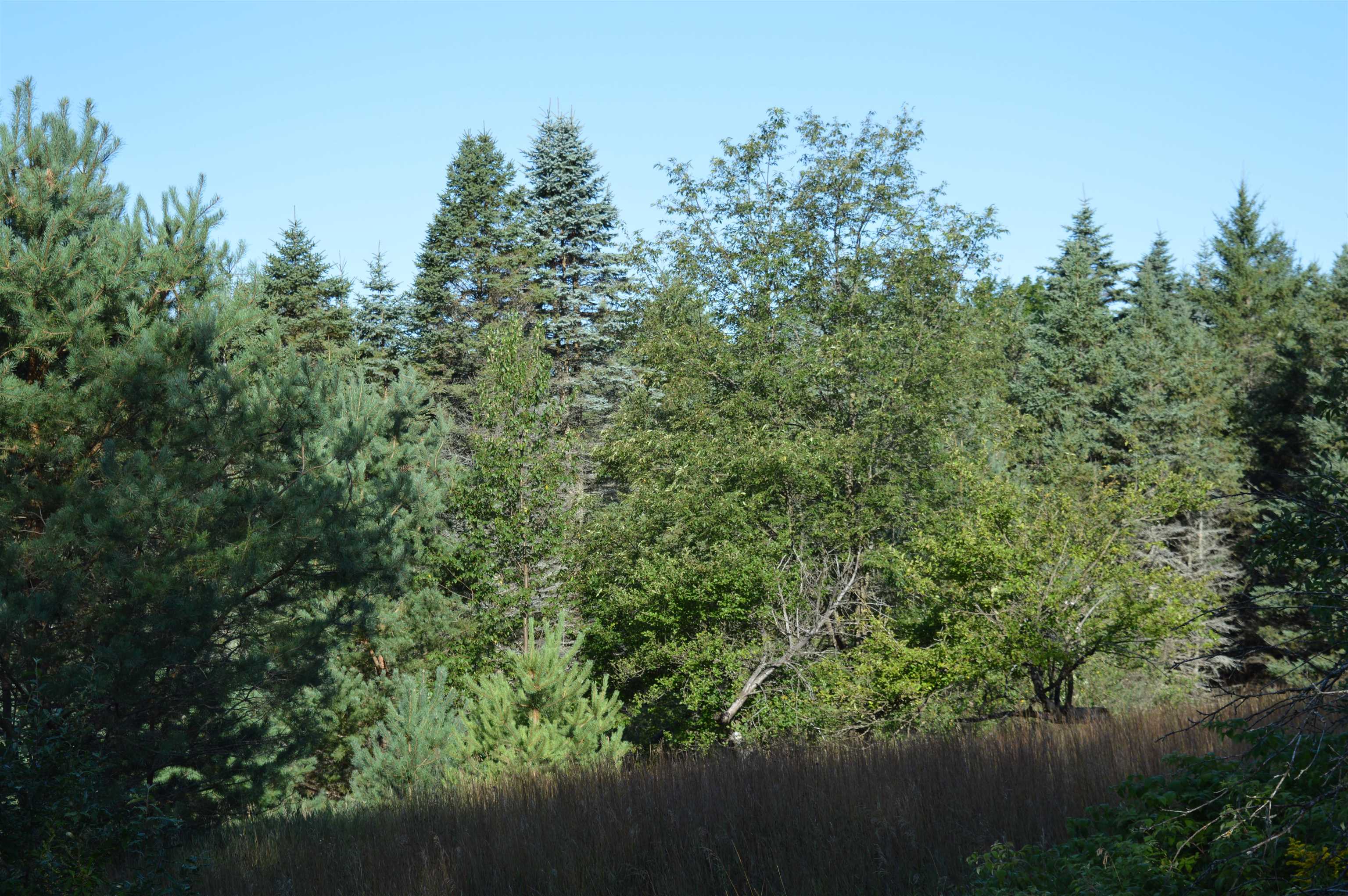 Gildas Road