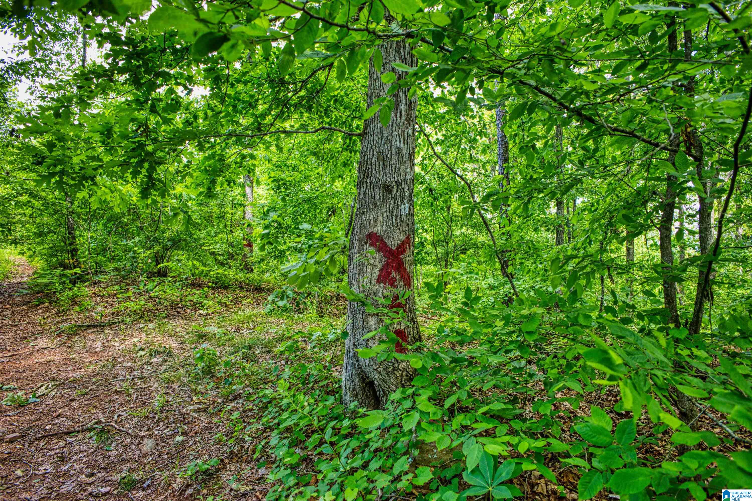 3447 COUNTY ROAD 82