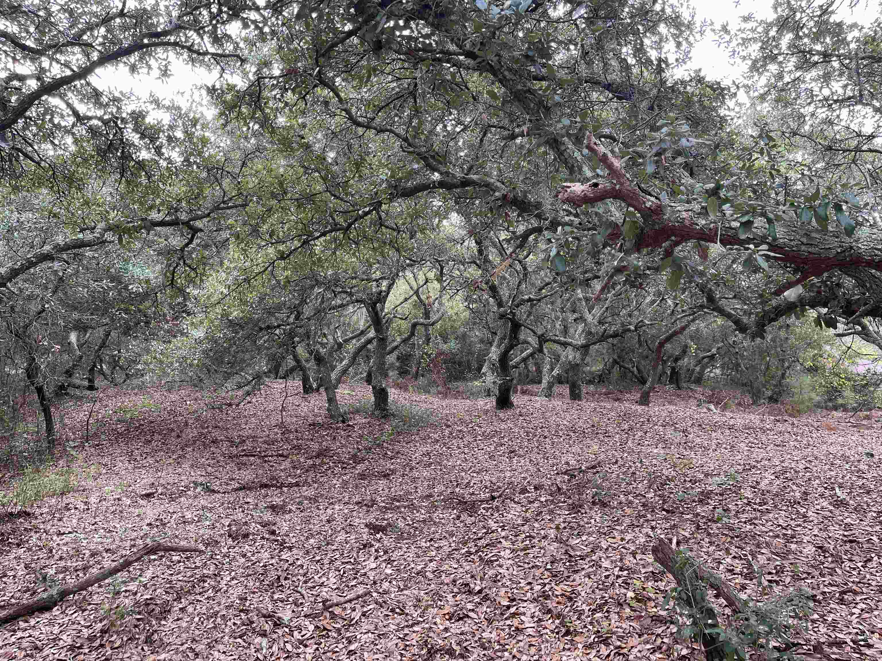 Hilltop Road Lot 1,2,&3