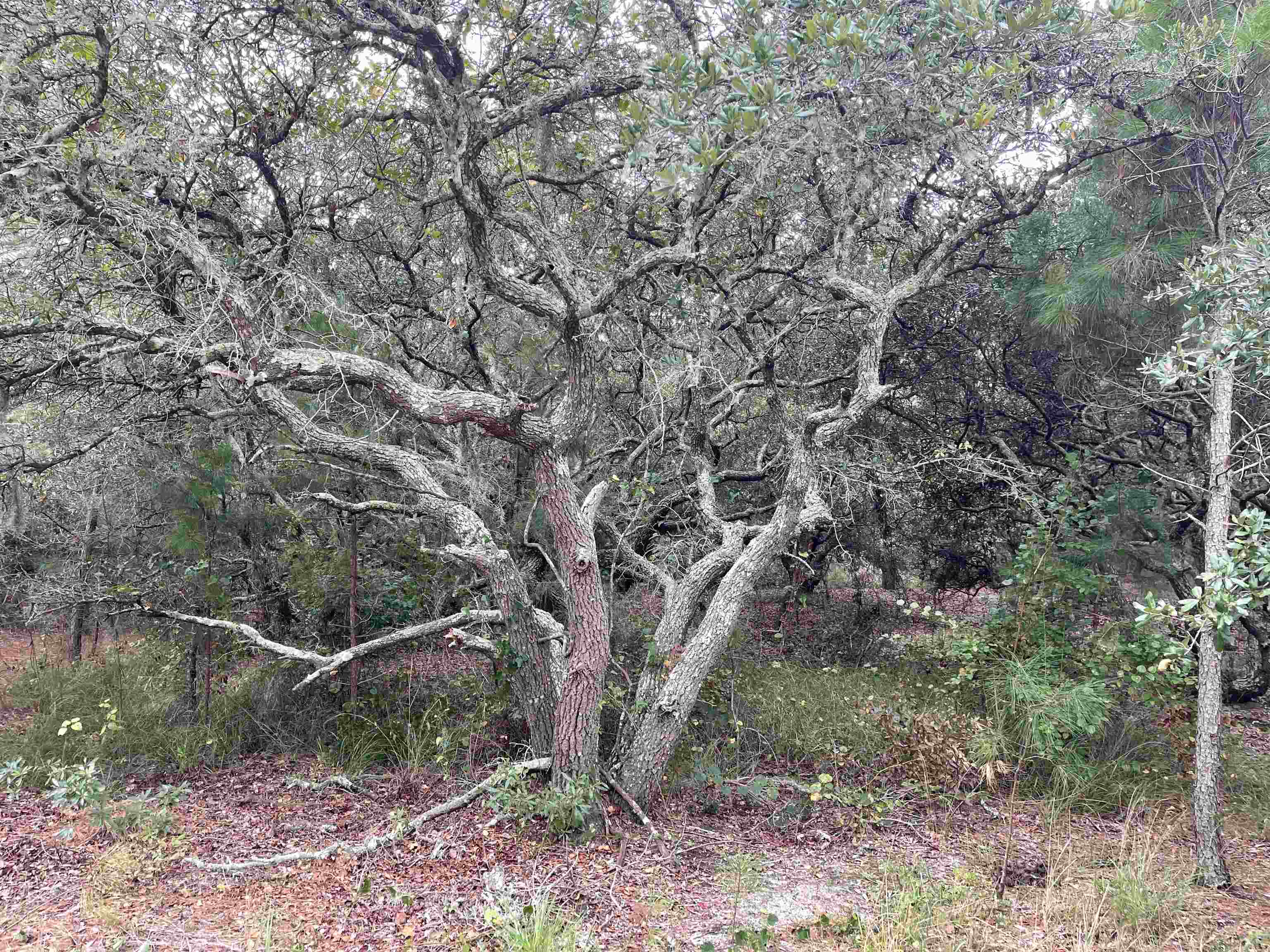 Hilltop Road Lot 1,2,&3