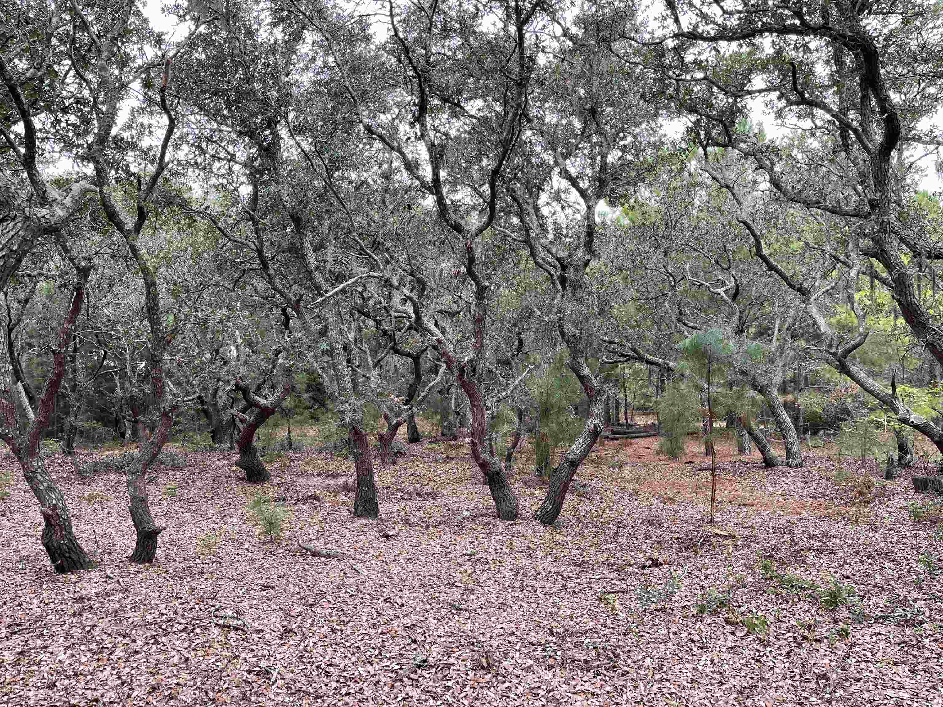 Hilltop Road Lot 1,2,&3